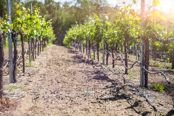 Beautiful wine grape vineyard in the morning sun