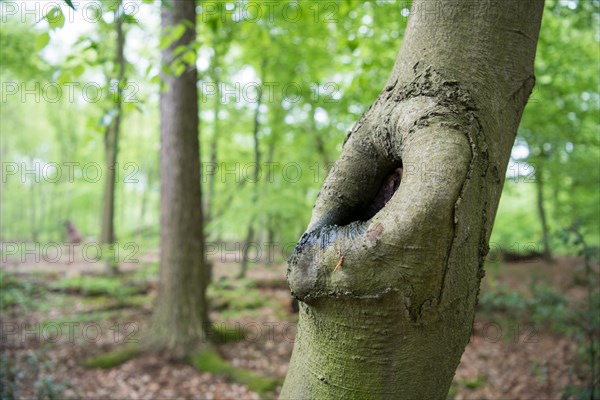 Deadwood structure as microhabitat