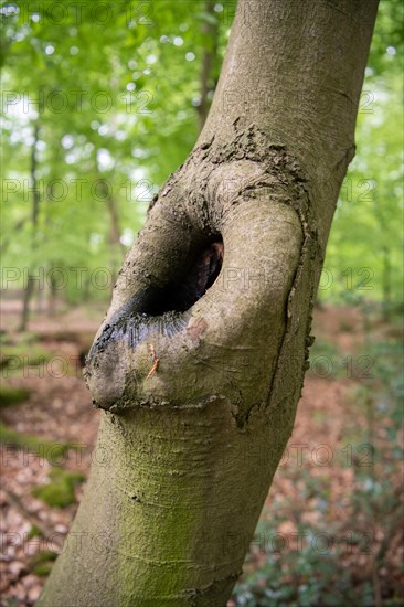 Deadwood structure as microhabitat