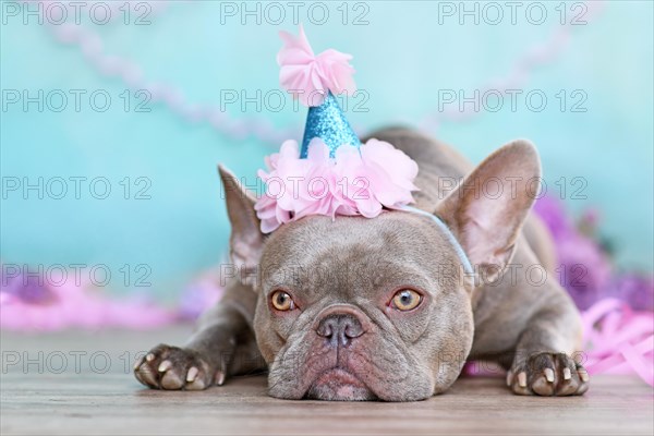 French Bulldog dog with cute birthday party hat next to purple streamers in front of blue background