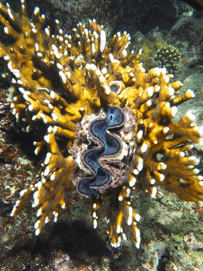 Maxima clam