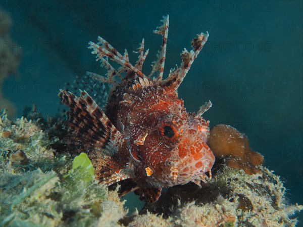 Portrait of Red Sea Dwarf Lionfish