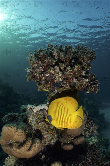 Bluecheek butterflyfish