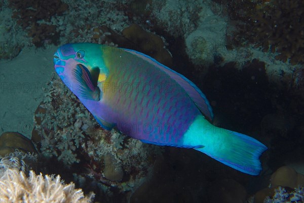 Bullethead parrotfish