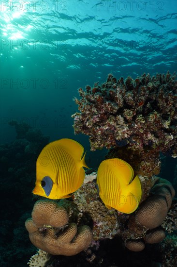 A pair of bluecheek butterflyfish