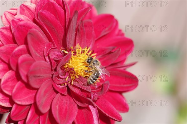 Dahlias