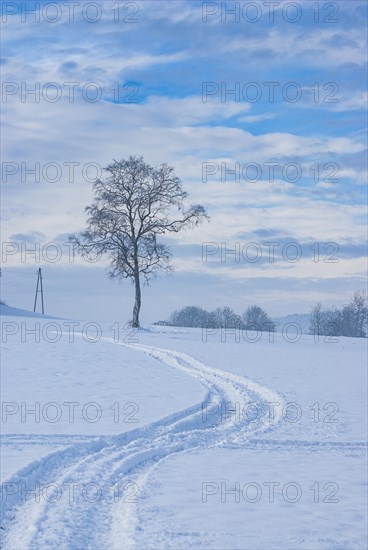 Alone tree and tracks in the snow in a snowy landscape