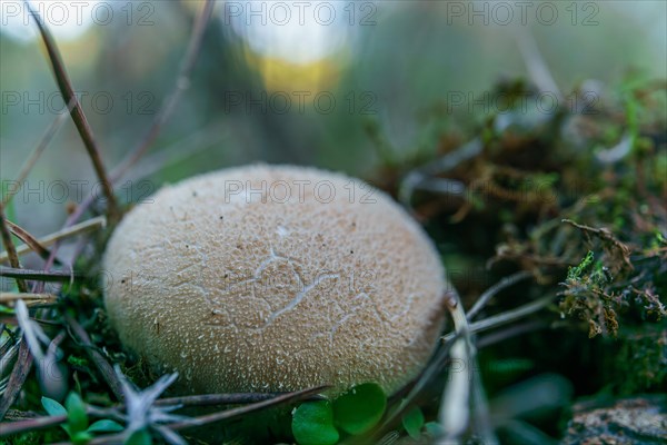 Close-up of a fungus