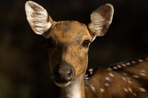 Portrait of the head of a female Axis or Spotted deer