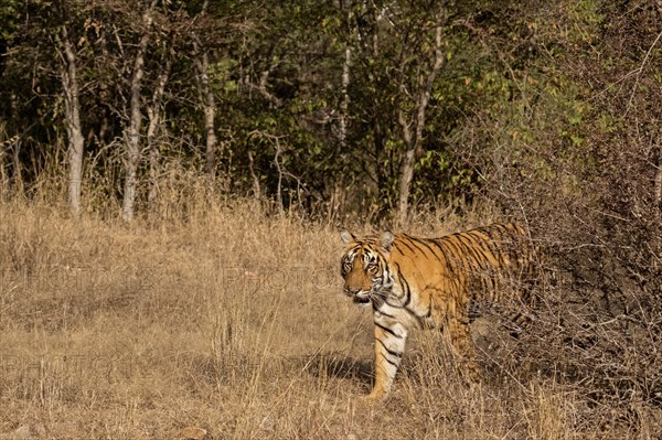 Wild tiger emerging from behind the dry forests into a grassland in the Ranthambore national park in India