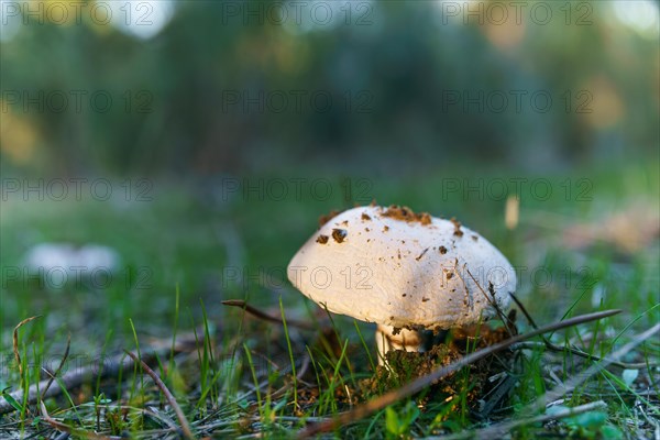 Close-up of a mushroom