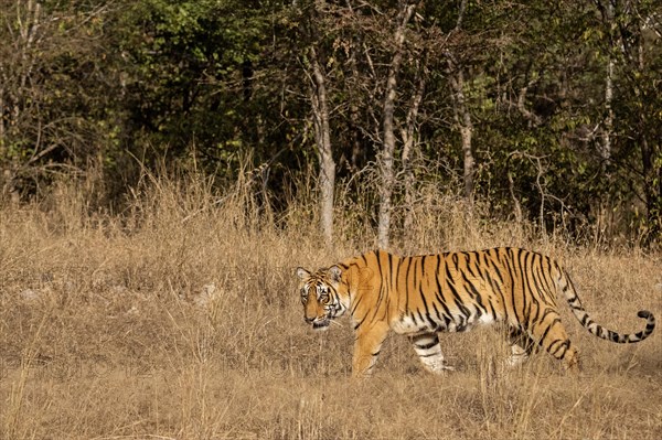 Wild tiger walking through an open area of dry grass in the dry forests of Ranthambore national park in India