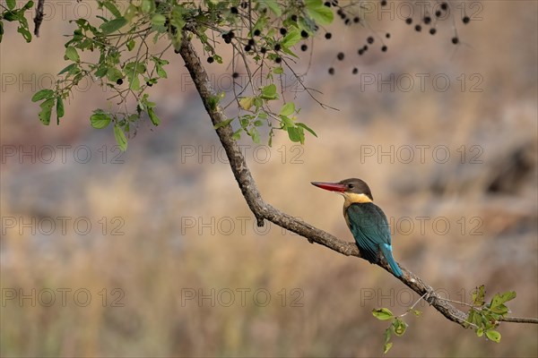 A stork-billed kingfisher