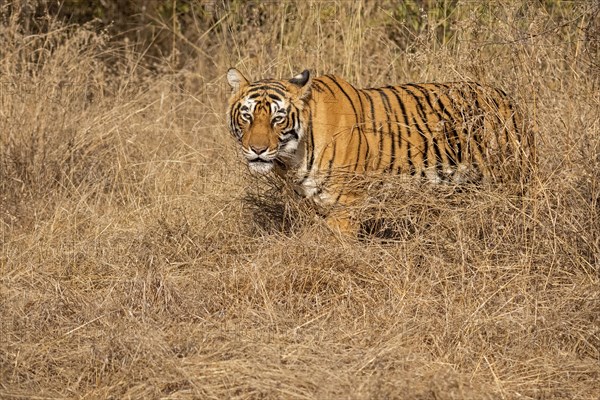 Wild tiger walking through an open area of dry grass in the dry forests of Ranthambore national park in India