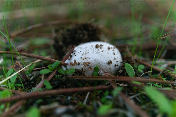 Close-up of a mushroom