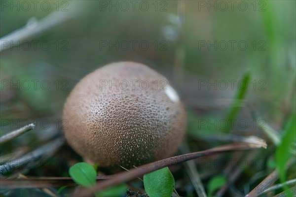 Close-up of a fungus