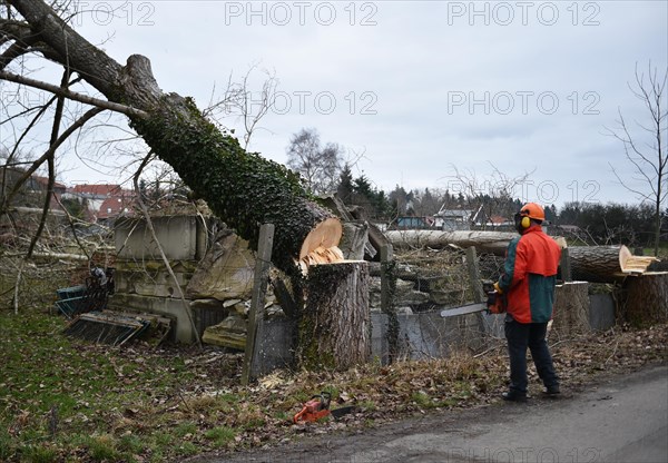 Worker cuts down a tree
