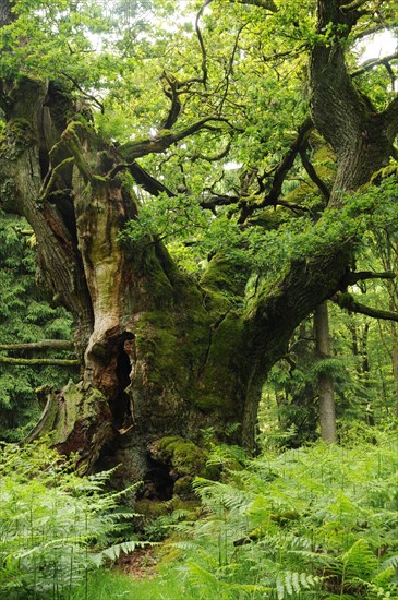 Court oak tree