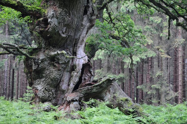 Court oak tree