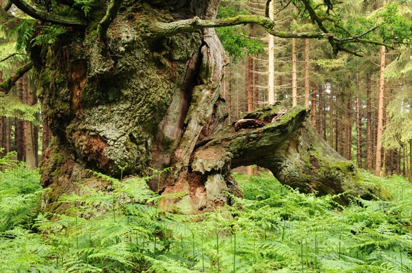 Court oak tree