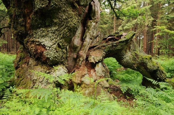 Court oak tree