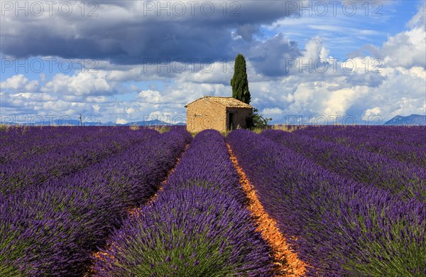 Natural stone hut in the lavender field on the Palteau de Valensole
