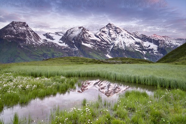 Woolgrass with mountain panorama and reflection