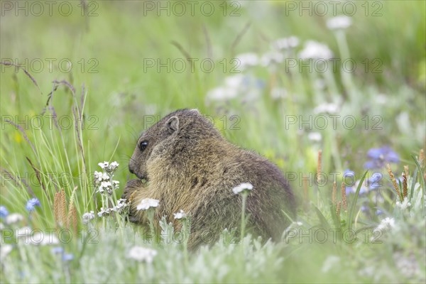 Alpine marmot