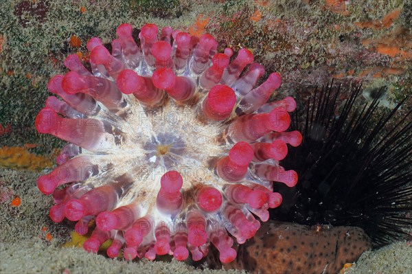 Red club-tipped anemone