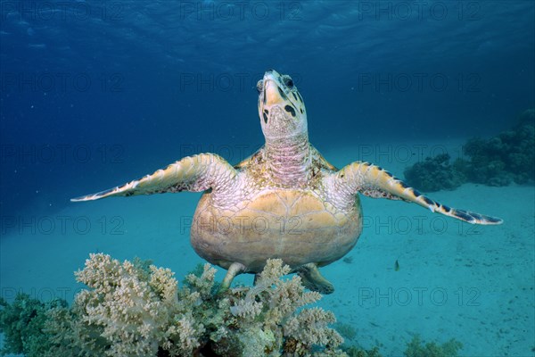 Hawksbill sea turtle