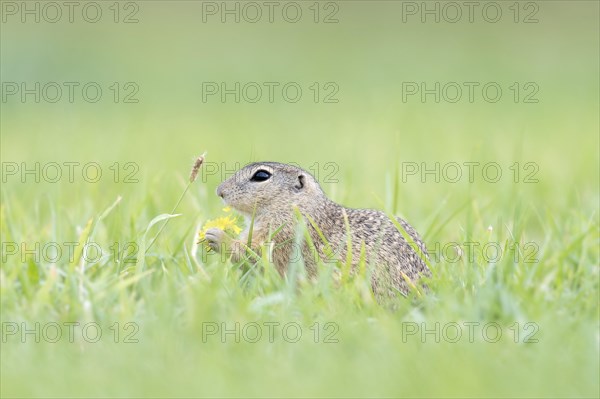 European ground squirrel