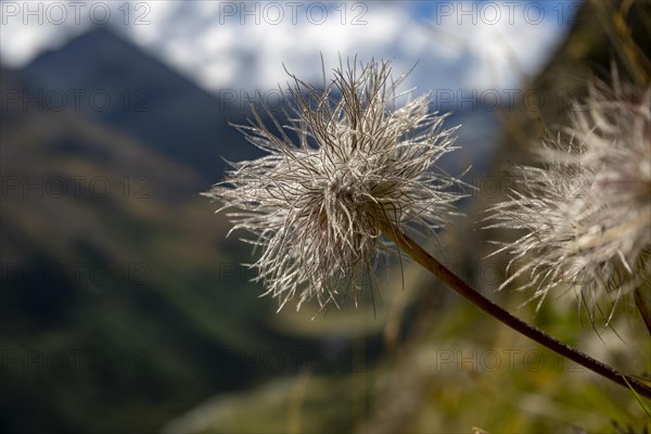 Alpine pasqueflower