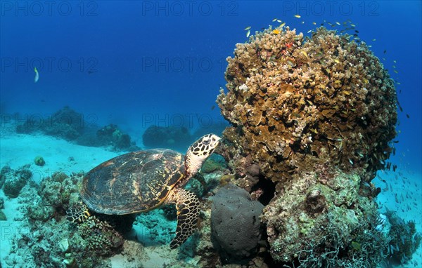 Hawksbill sea turtle