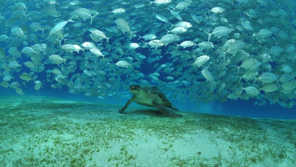 Sea turtles