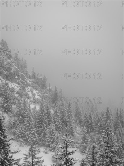 Mountain with forest of firs on the slope with white sky and snow covered in winter