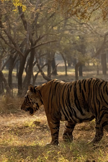 A big male wild tiger walking away up close through the trees in the jungles of Ranthambore tiger reserve