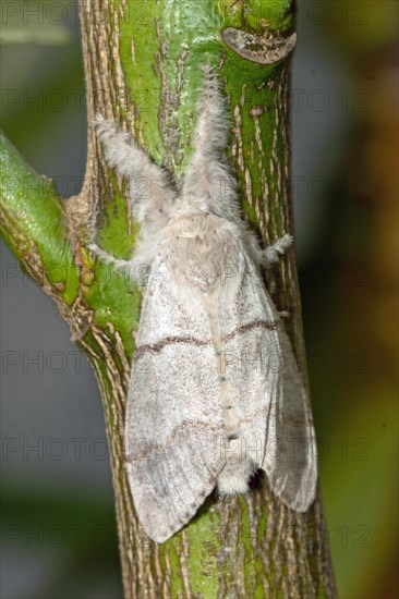 Gypsy moth moth with closed wings sitting on green branch from behind