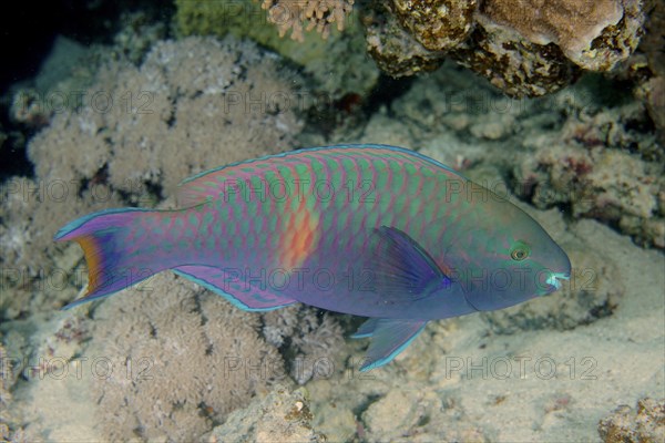 Side spot parrotfish