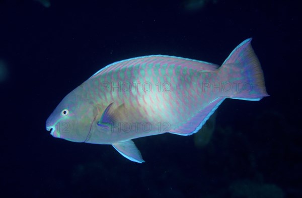Red Sea parrotfish