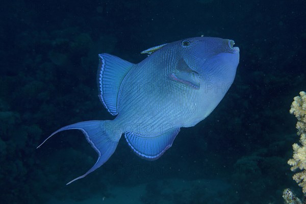 Blue triggerfish