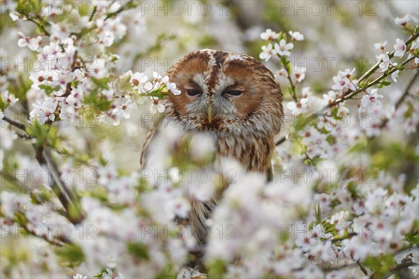 Tawny owl