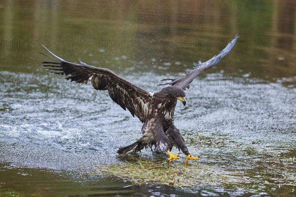 White-tailed eagle