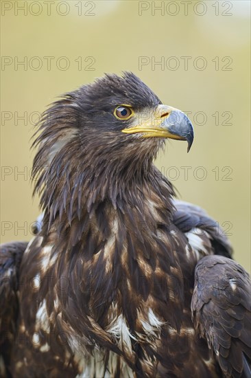 White-tailed eagle