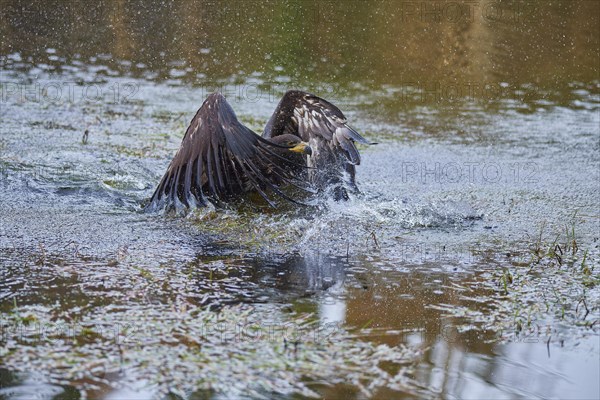 White-tailed eagle