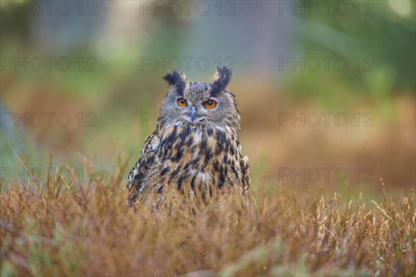 Eurasian eagle-owl