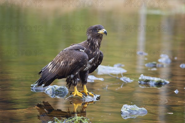 White-tailed eagle