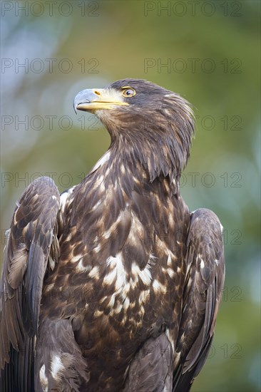 White-tailed eagle