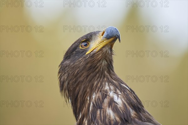 White-tailed eagle