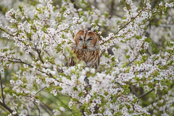 Tawny owl