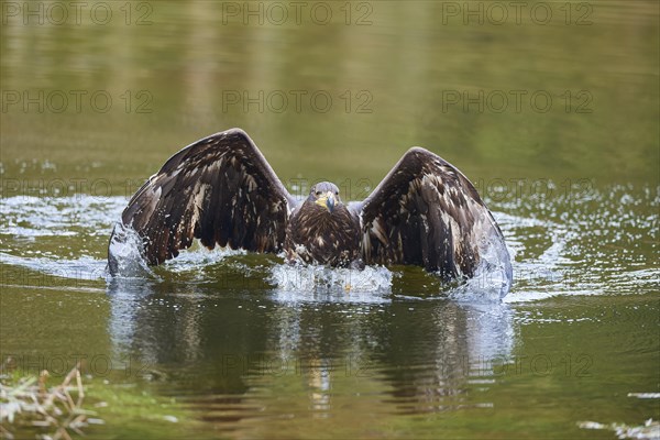 White-tailed eagle